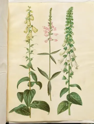 Digitalis grandiflora (storblomstret fingerbøl); Physostegia virginiana (drejeblomst); Digitalis purpurea (almindelig fingerbøl)