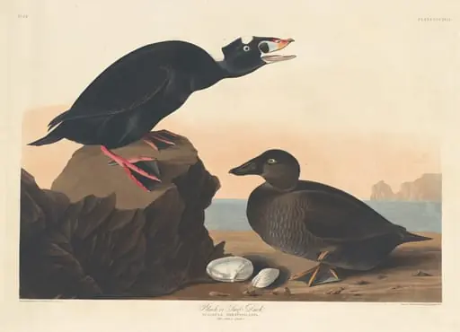 Black or Surf Duck