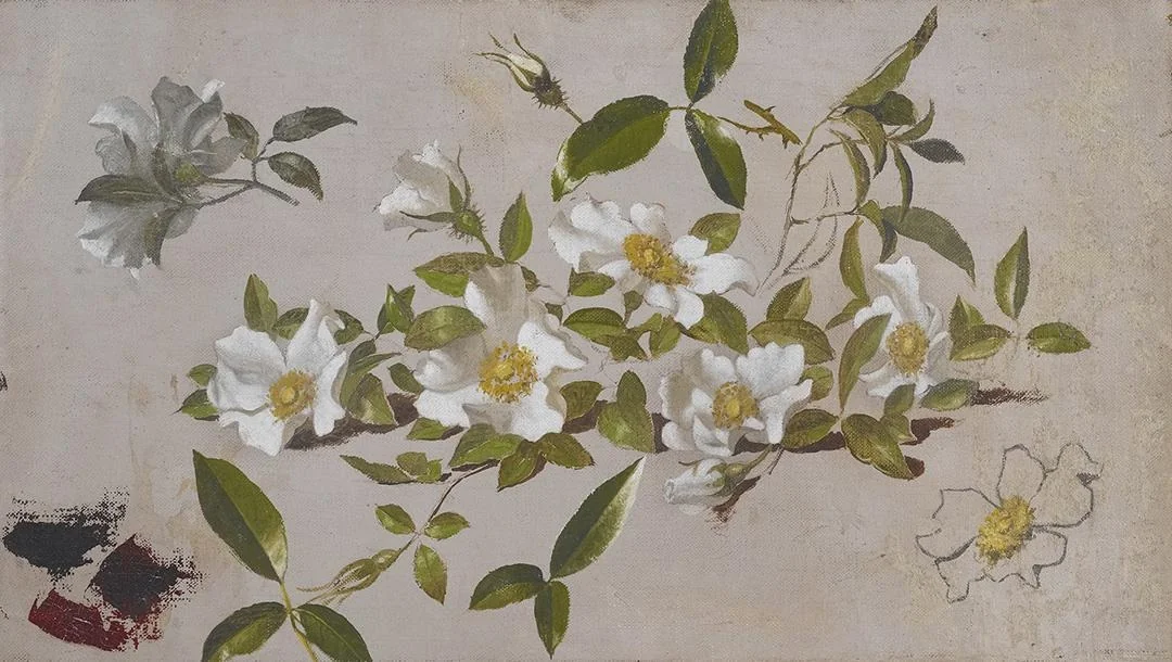 Branches of Cherokee Roses, by Martin Johnson Heade, unspecified, 1893