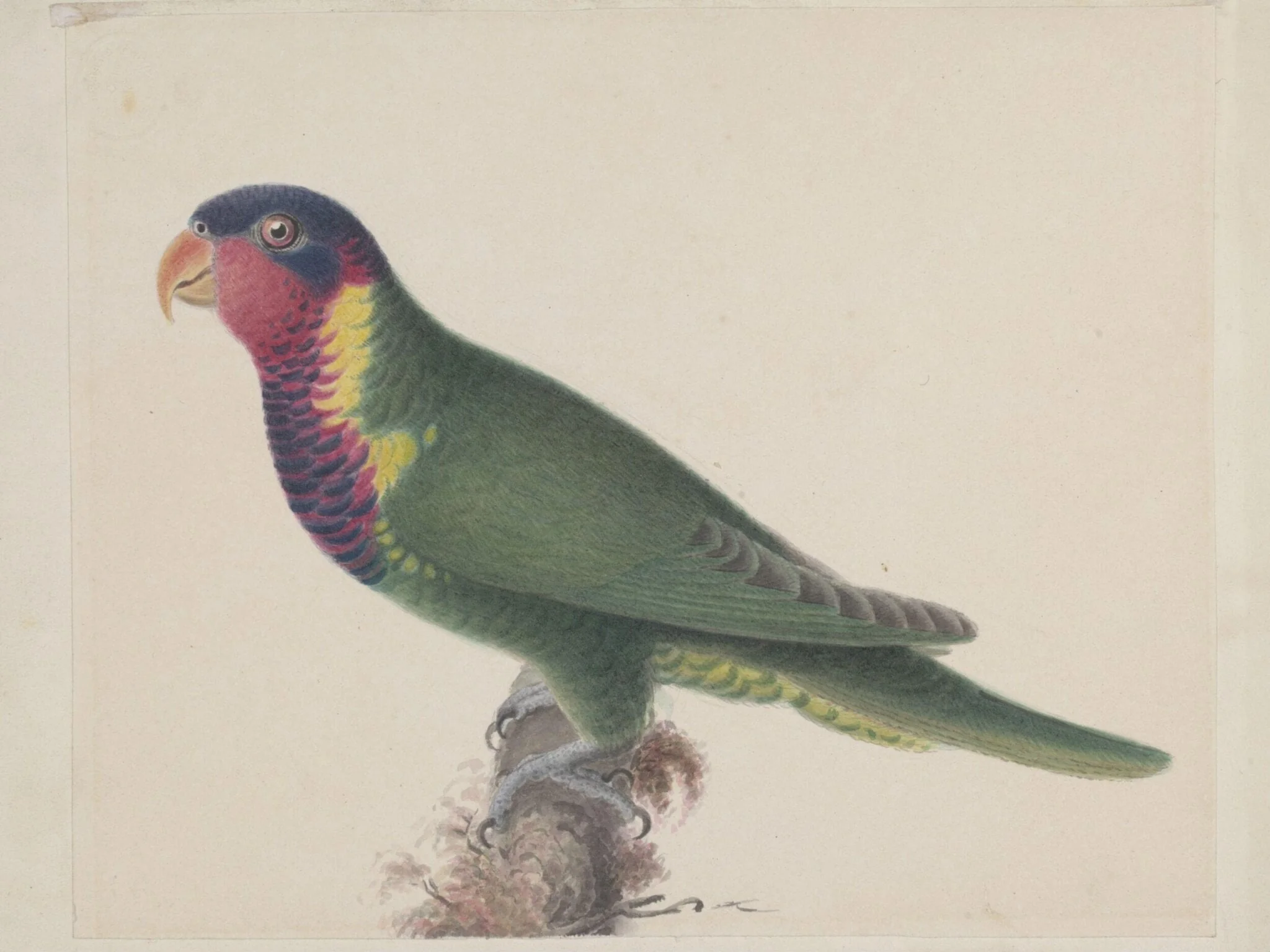 Blossom-headed parakeet, by Unknown, paint, 1830