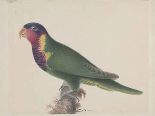 Blossom-headed parakeet