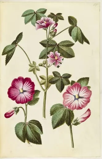 Malva sylvestris (almindelig katost); Lavatera trimestris (mamelukærme)