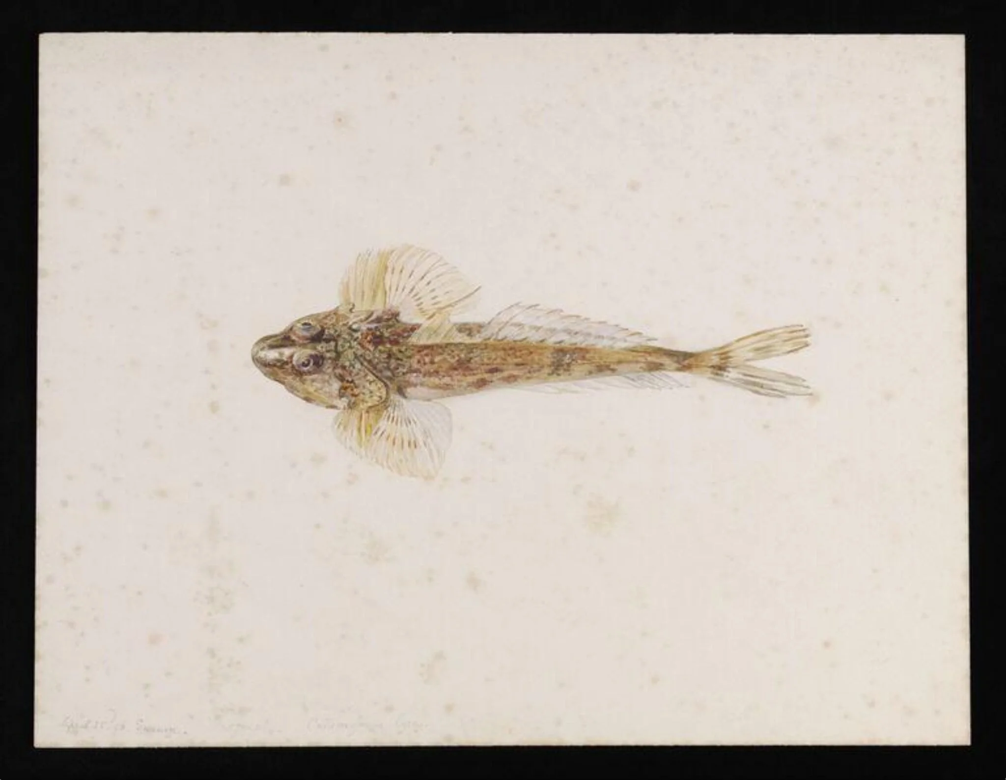 A dragonet (Callionymus lyra)