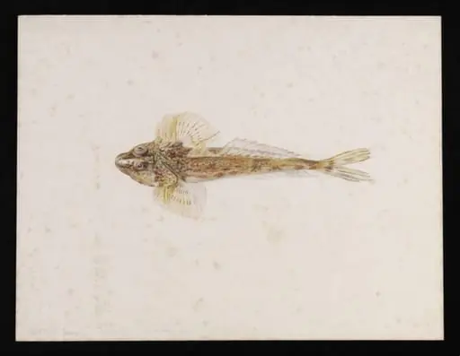 A dragonet (Callionymus lyra)