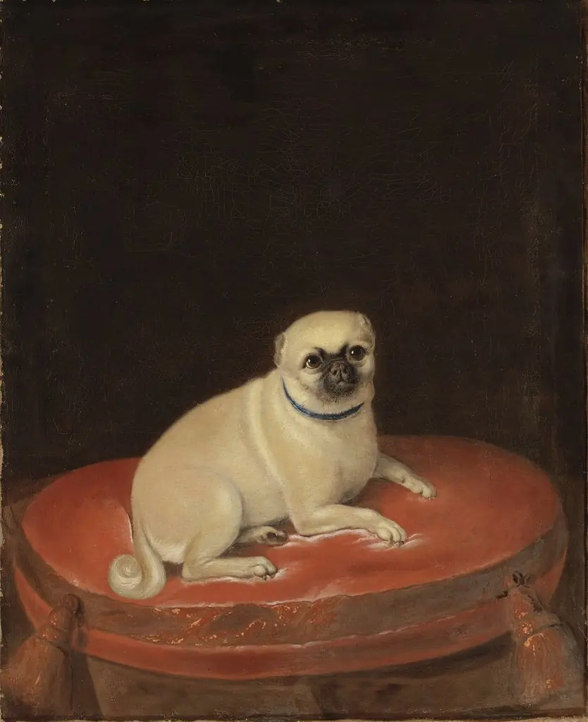 Mops