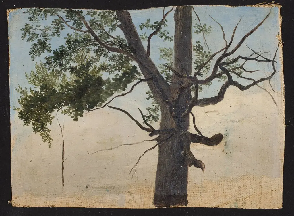 Solitary tree