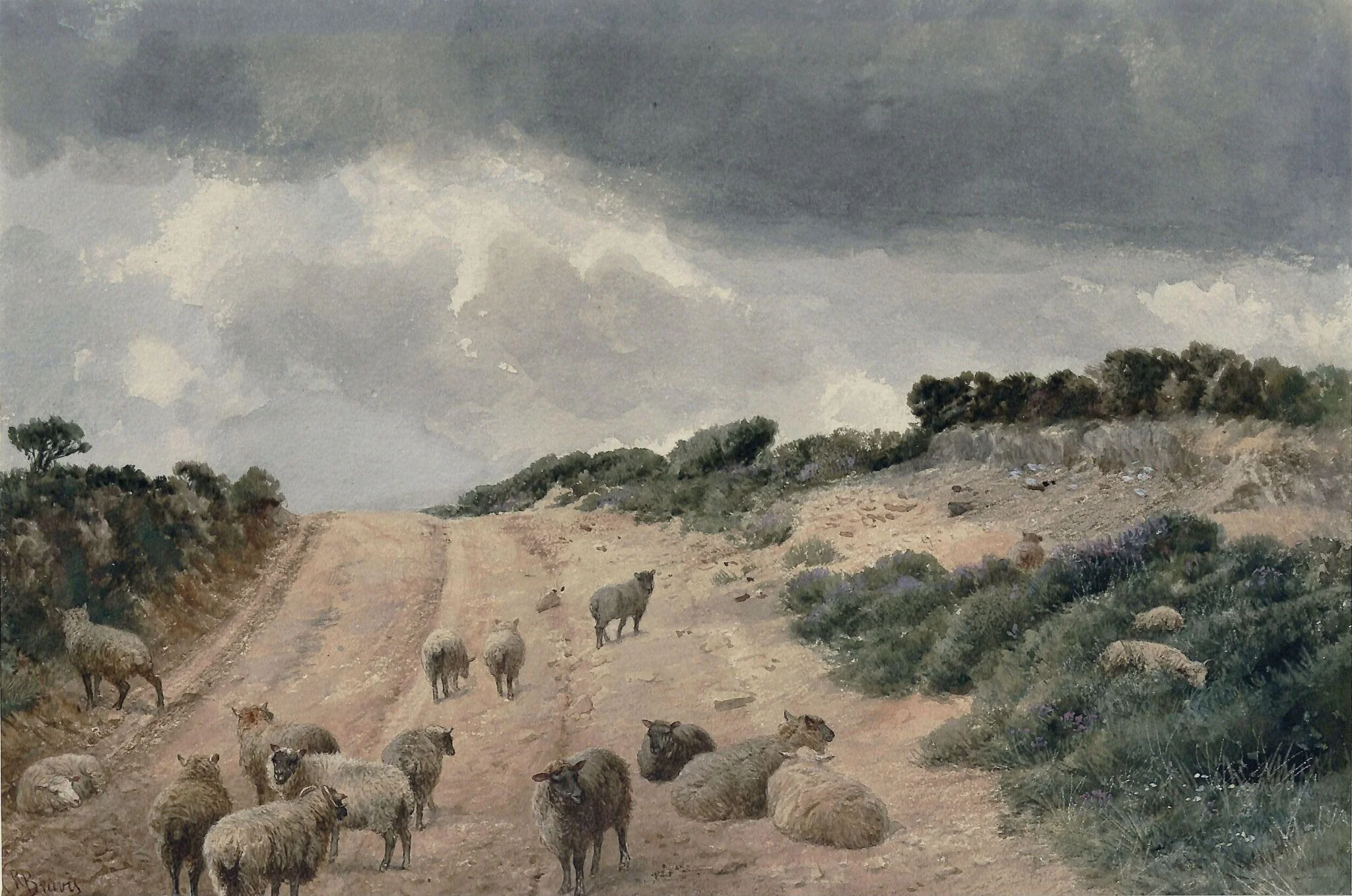 Sheep on the Surrey Hills