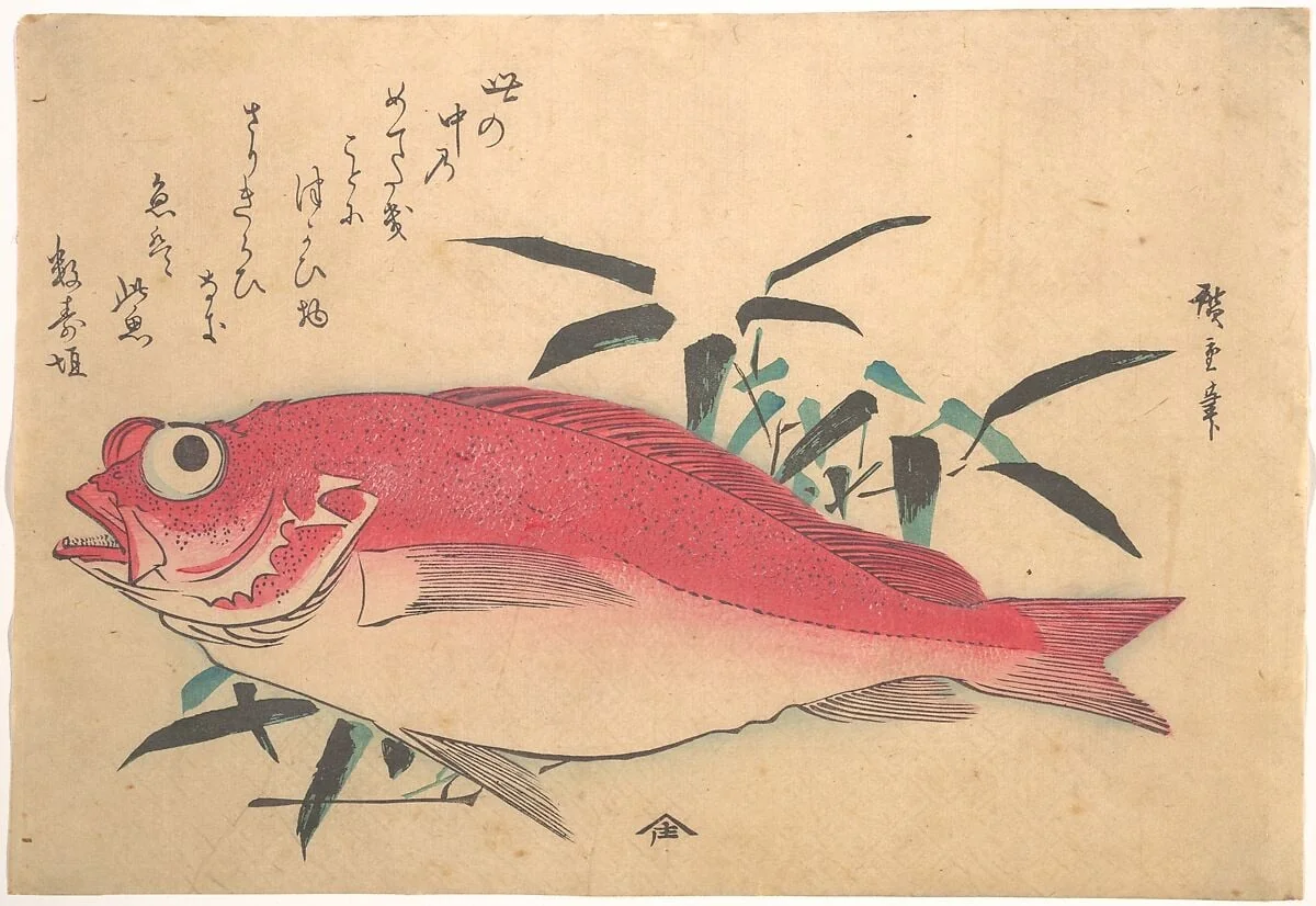 魚づくし|Medetai Fush and Sasaki Bamboo, from the series Uozukushi (Every Variety of Fish)