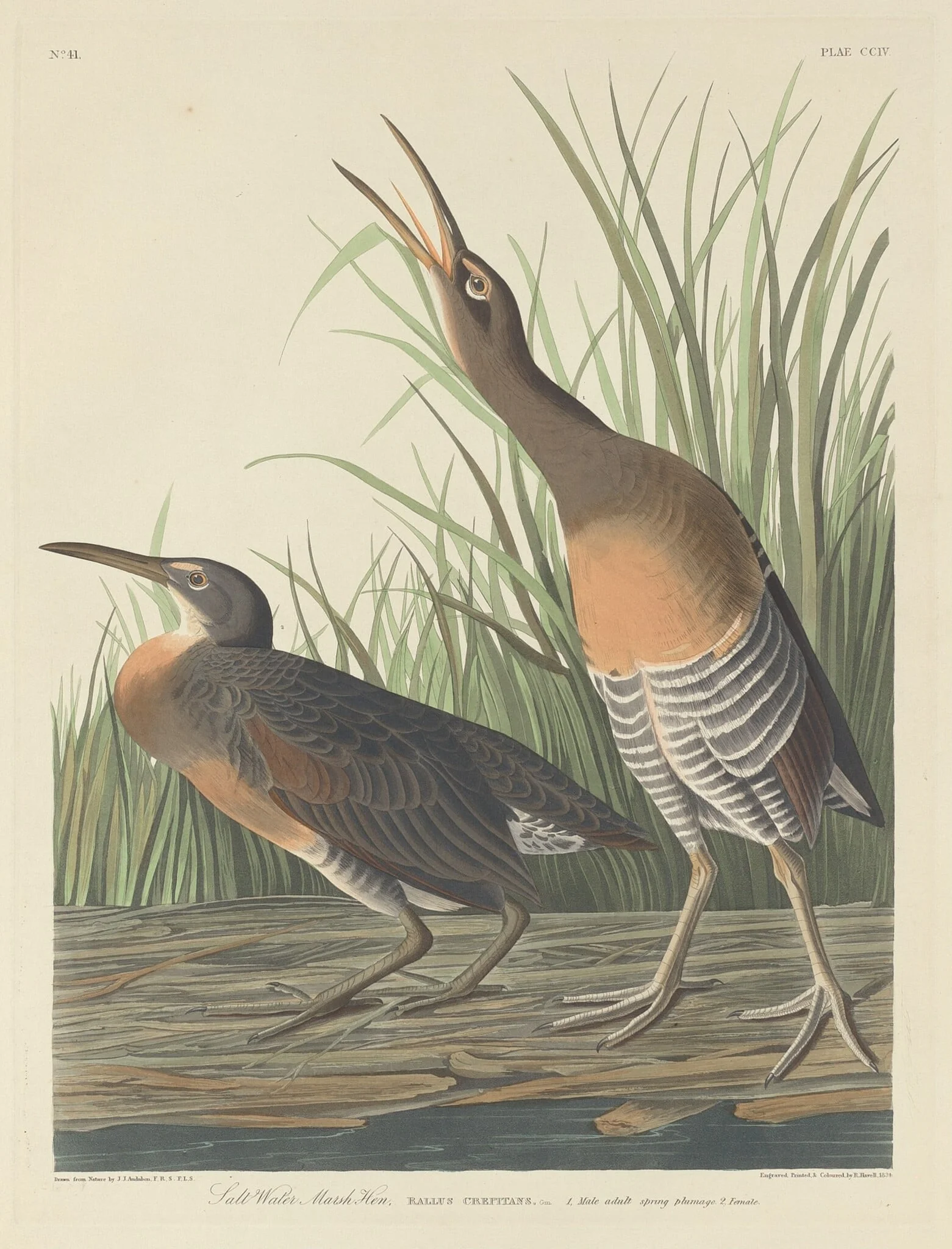 Salt Water Marsh Hen, by Robert Havell Jr., ink, 1834
