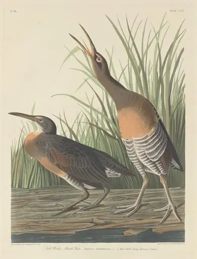 Salt Water Marsh Hen