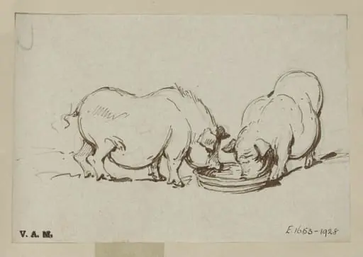Two pigs feeding