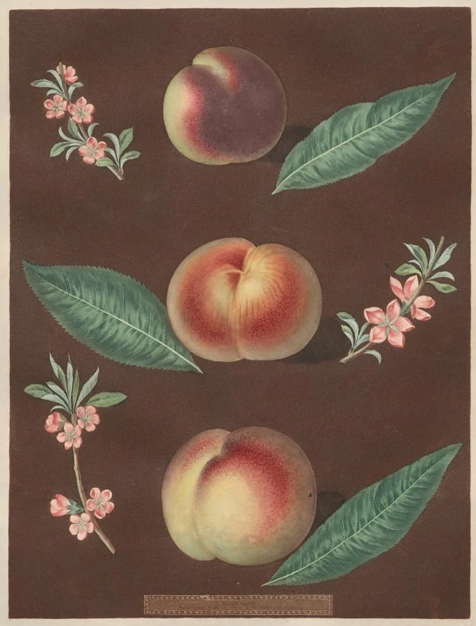 Pomona Britannica: No. 33 - Peaches, by George Brookshaw, 1805