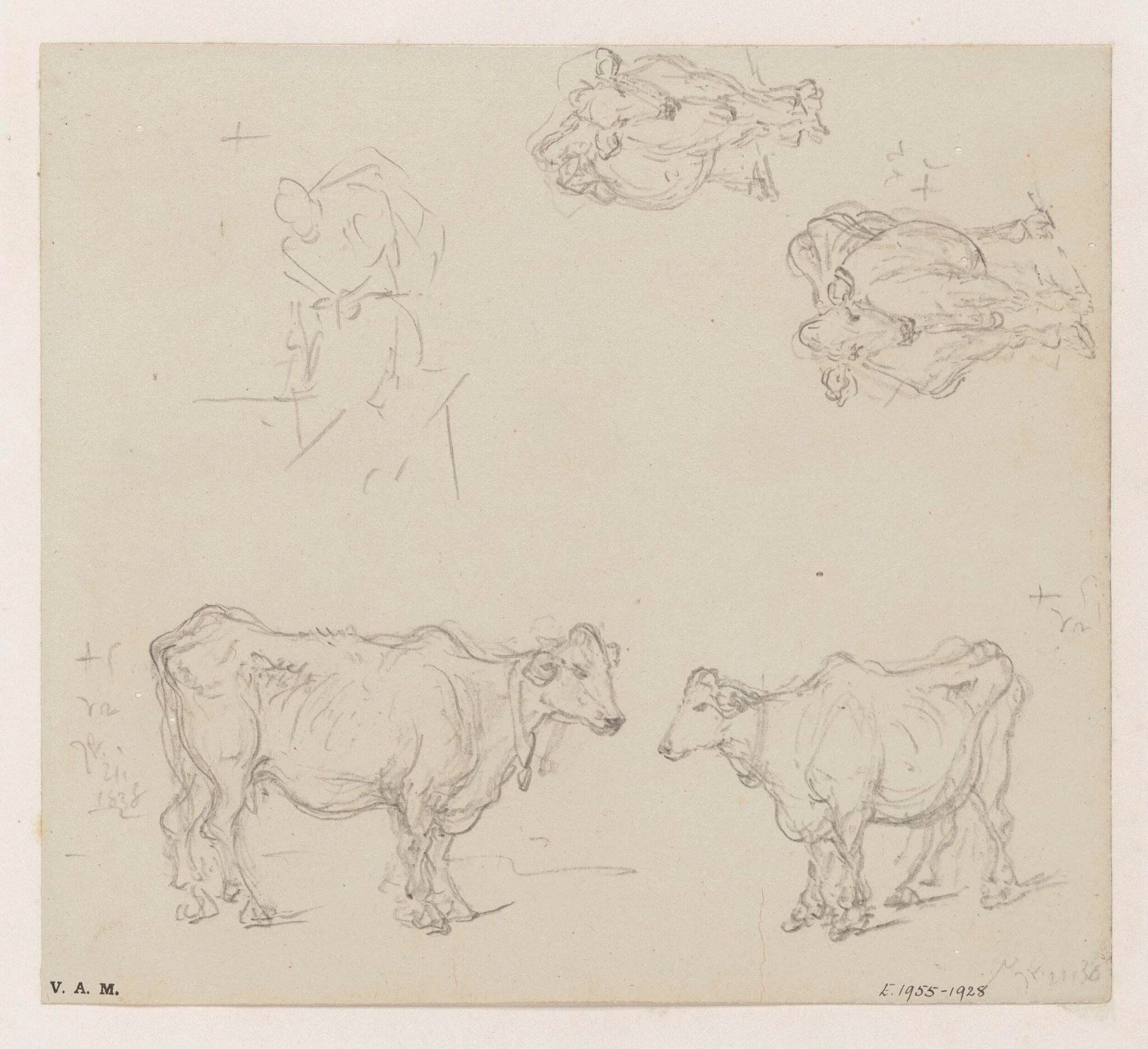 Four drawings of cows, by George Chinnery, 12