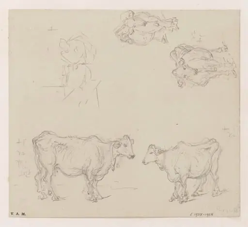 Four drawings of cows