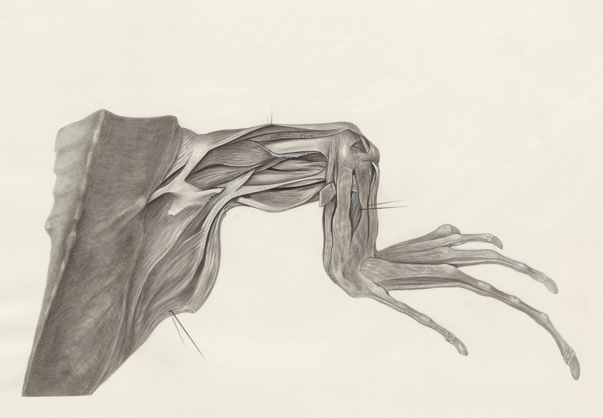 Muscular tissue of a lizards leg and claw, by H.G, Wetselaar, 1970