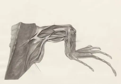 Muscular tissue of a lizards leg and claw