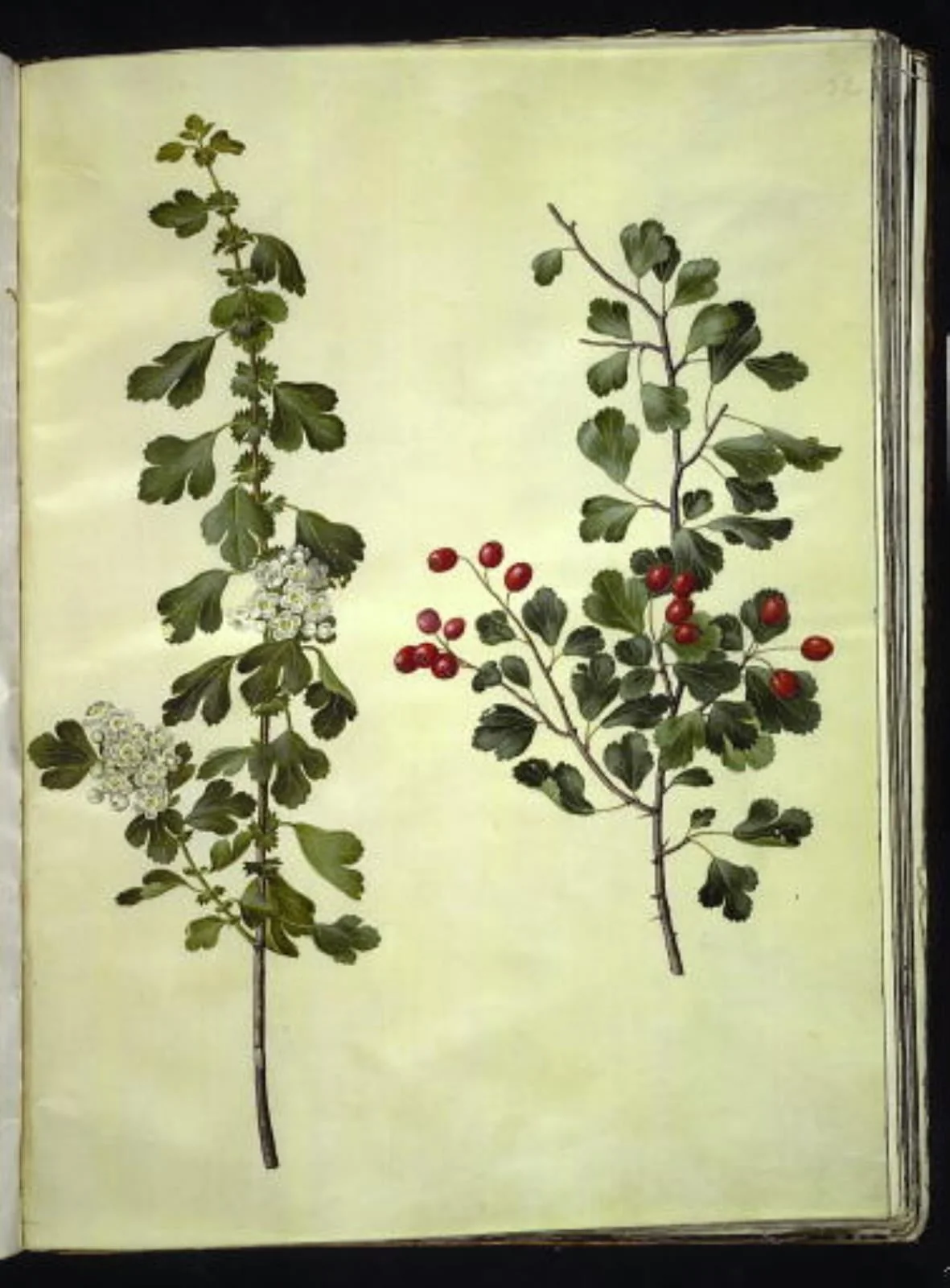 Crataegus laevigata (almindelig hvidtjørn), by Unknown, unspecified, 1654