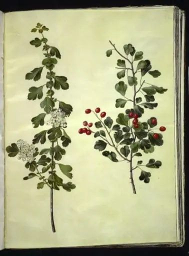 Crataegus laevigata (almindelig hvidtjørn)