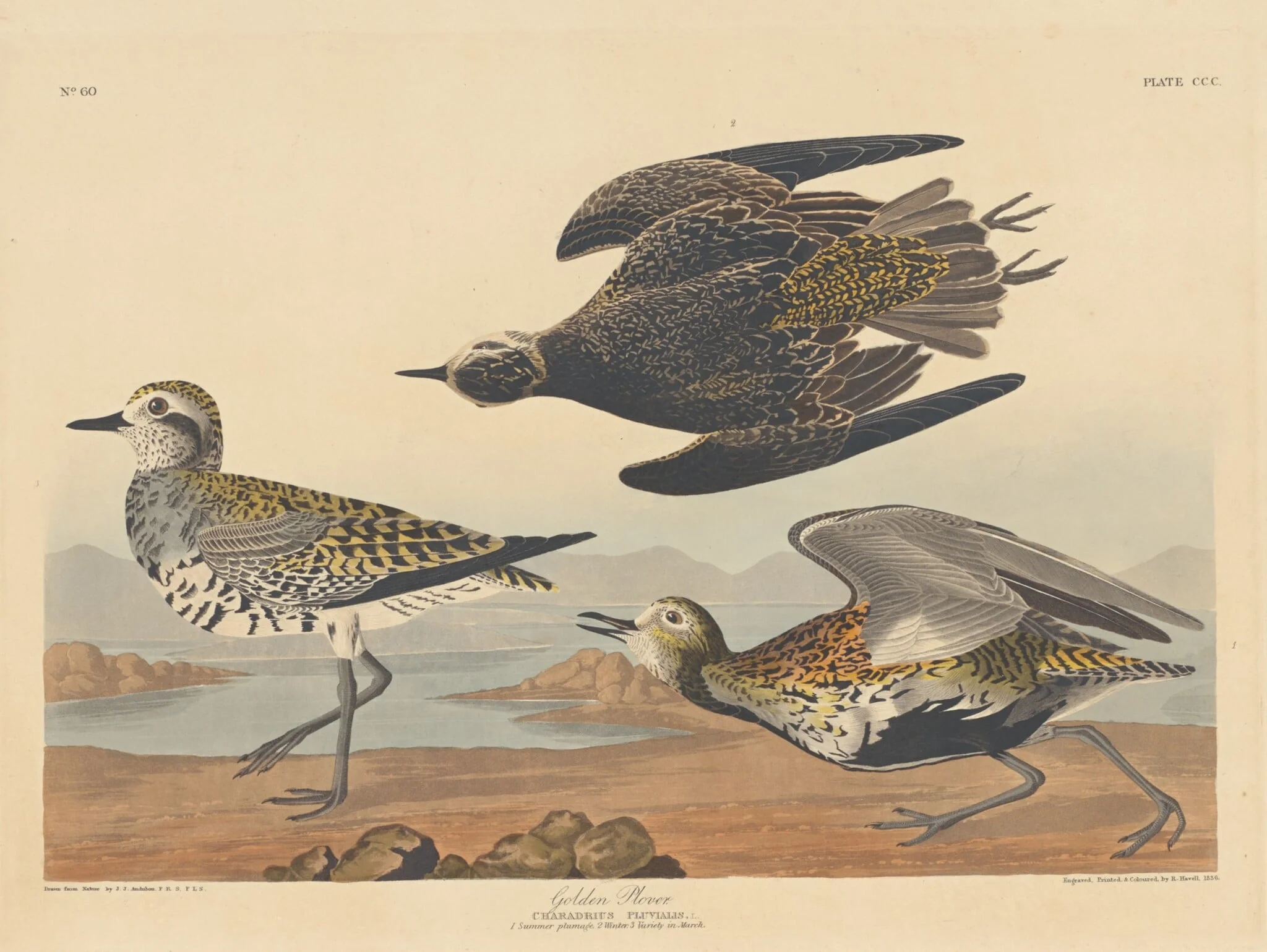Golden Plover, by Robert Havell Jr., ink, 1836