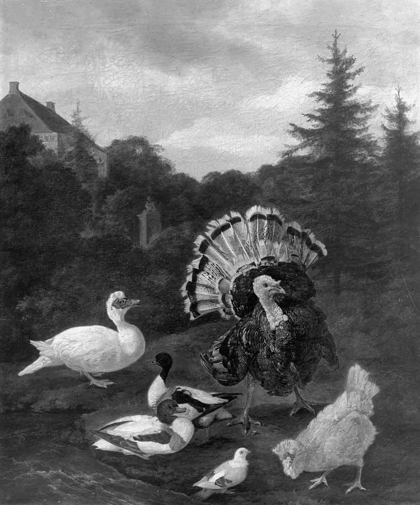 Poultry in the park