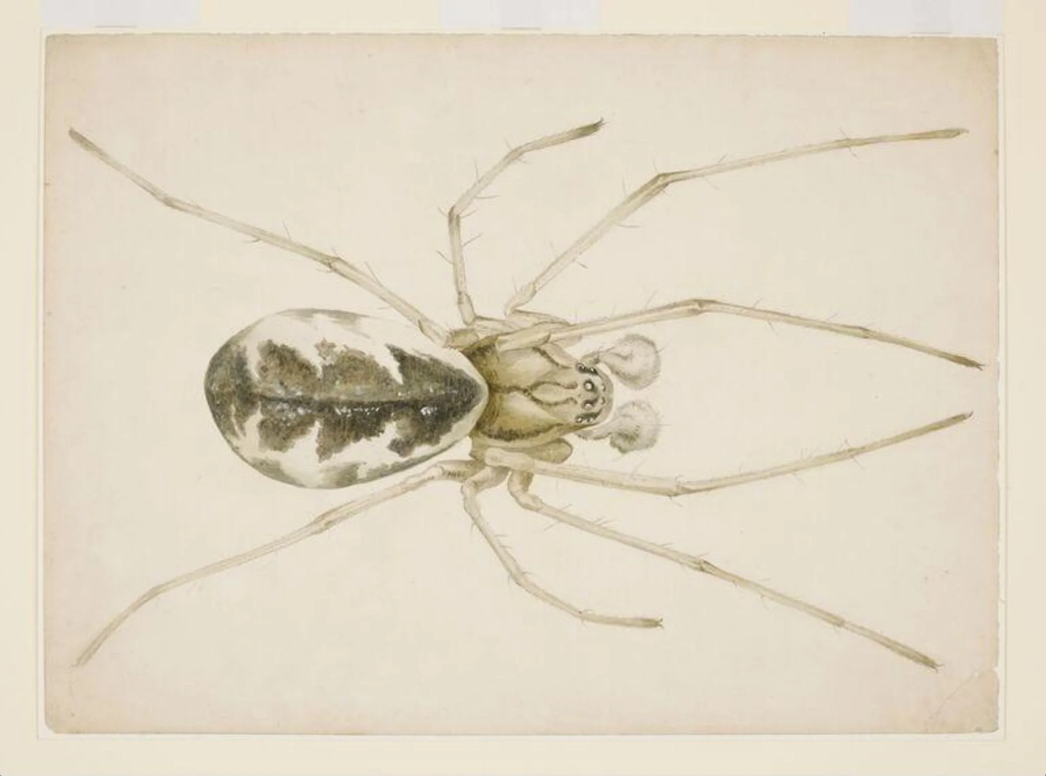 Study of a grey-brown spider (Linyphia triangularis)