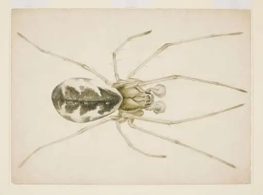 Study of a grey-brown spider (Linyphia triangularis)