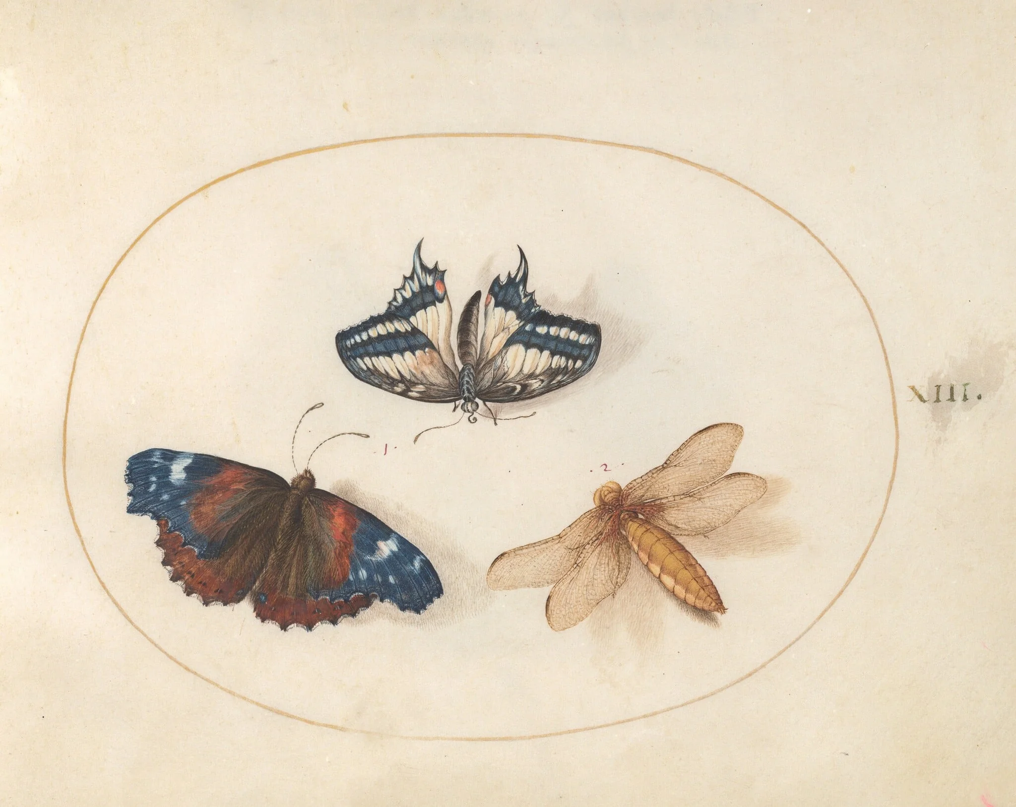 Plate 13: Yellow Swallowtail and Red Admiral Butterflies with a Dragonfly (Broad-Bodied Chaser?), by Joris Hoefnagel, gouache, 1594