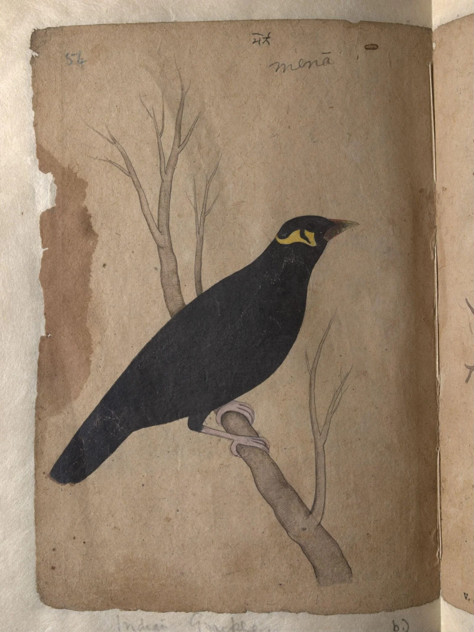Depictions of a Domestic pigeon and Indian grackle of Northern India, by Unknown, paint, 1820