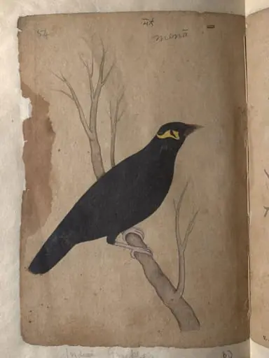 Depictions of a Domestic pigeon and Indian grackle of Northern India