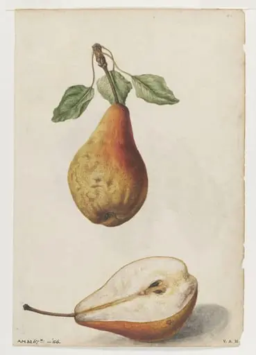 Pear; Grape vine