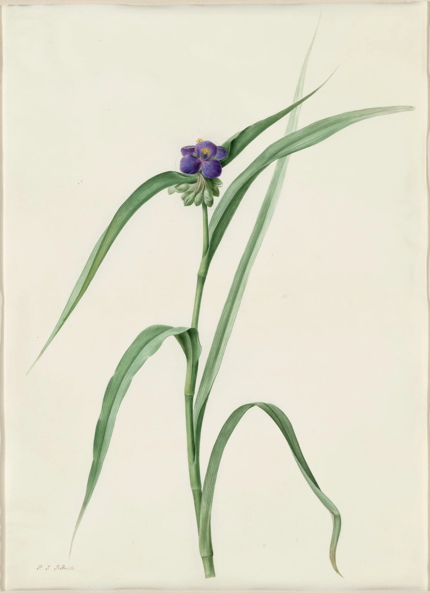 Tradescantia virginica, by Pierre Joseph Redouté, watercolor, 1809