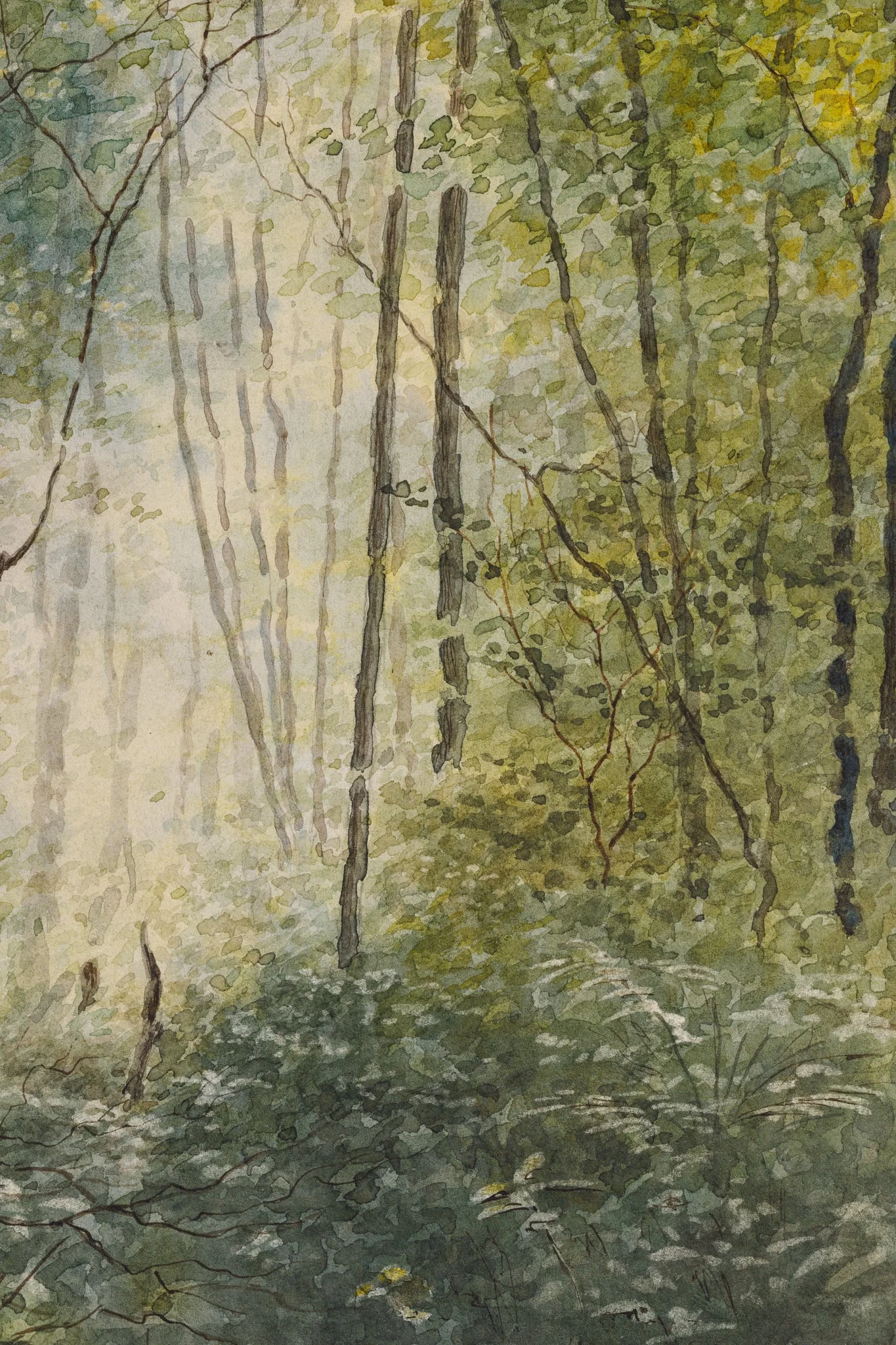 Luminiș de pădure