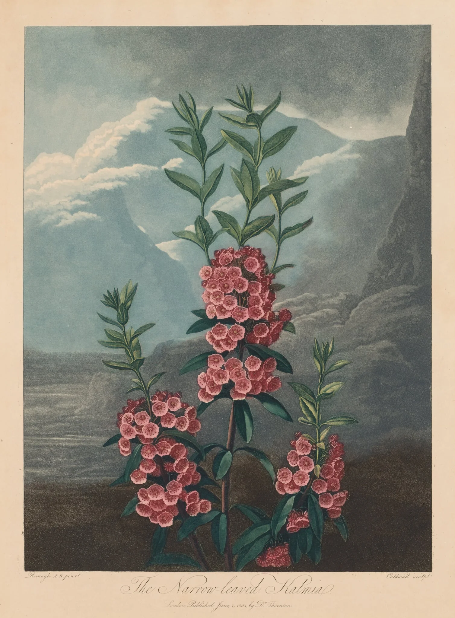 The Temple of Flora, or Garden of Nature:  The Narrow-leaved Kalmia, Mountain Laurel, by Robert John Thornton, 1804