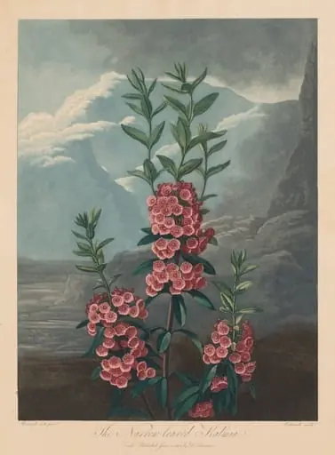 The Temple of Flora, or Garden of Nature:  The Narrow-leaved Kalmia, Mountain Laurel