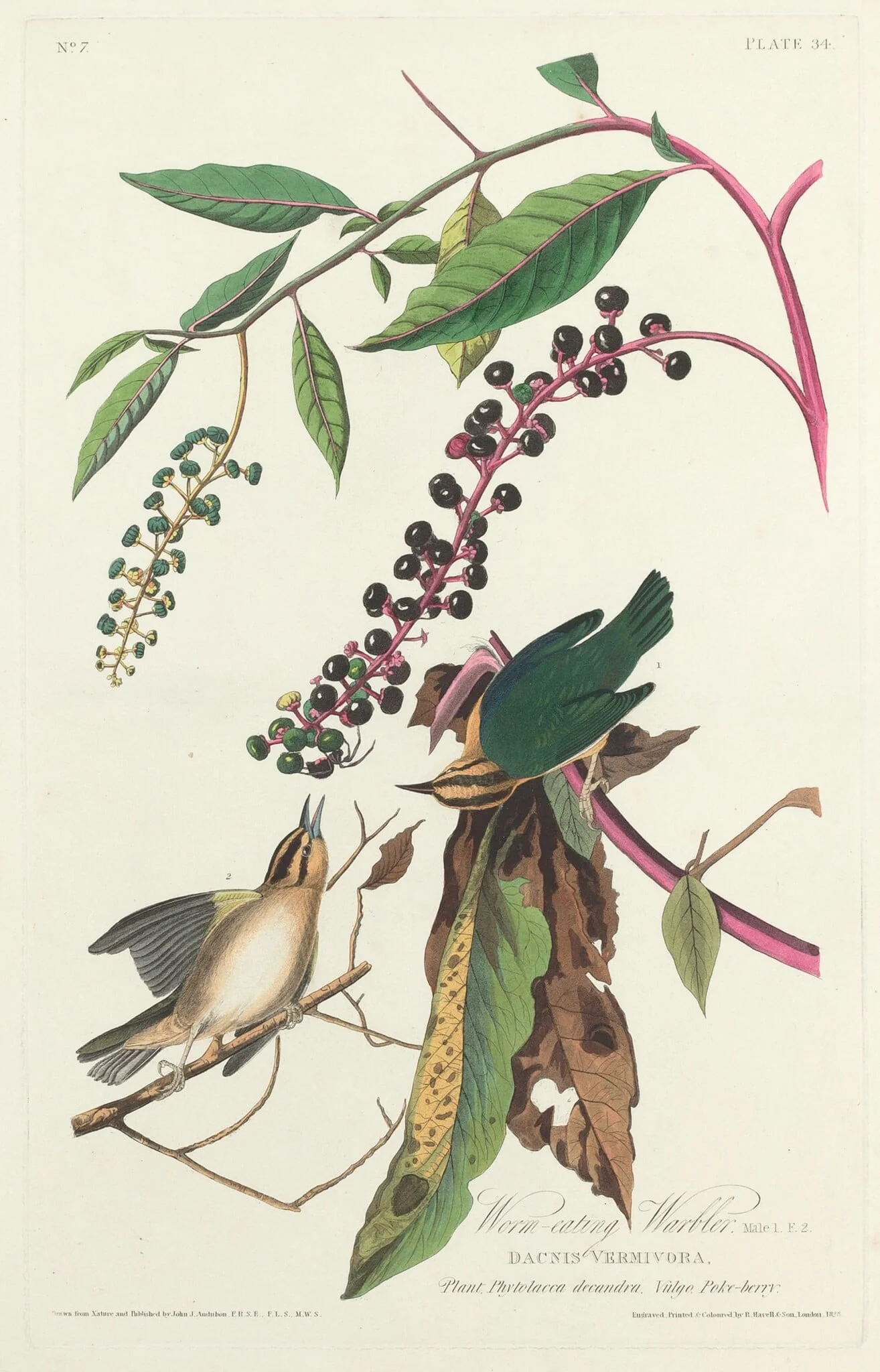 Worm-eating Warbler