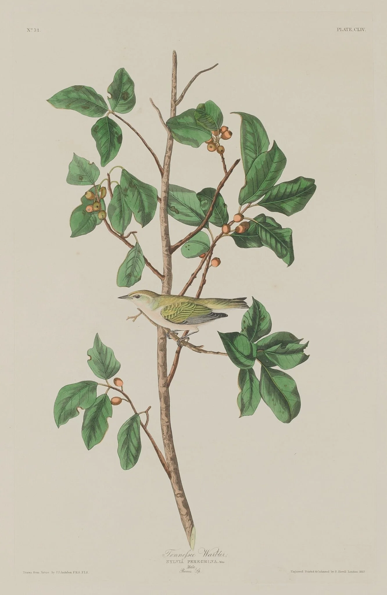 Tennessee Warbler, by Robert Havell Jr., ink, 1832