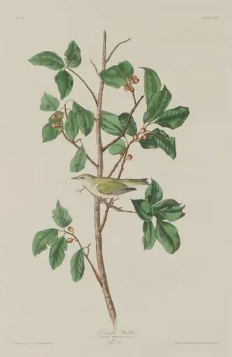 Tennessee Warbler