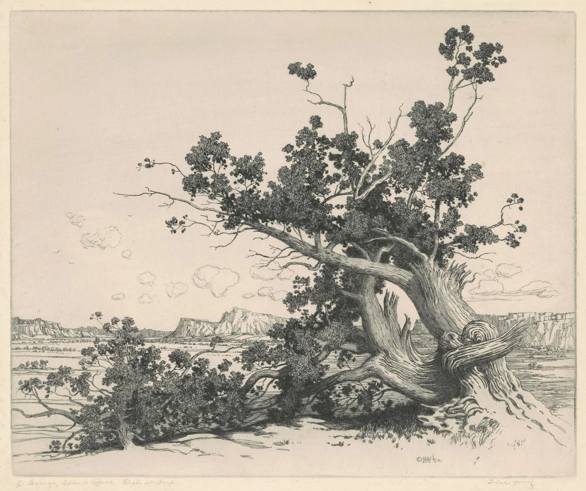 Desert Cedars, New Mexico, by George Elbert Burr, ink, 1920