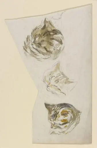 Studies of the head of a kitten
