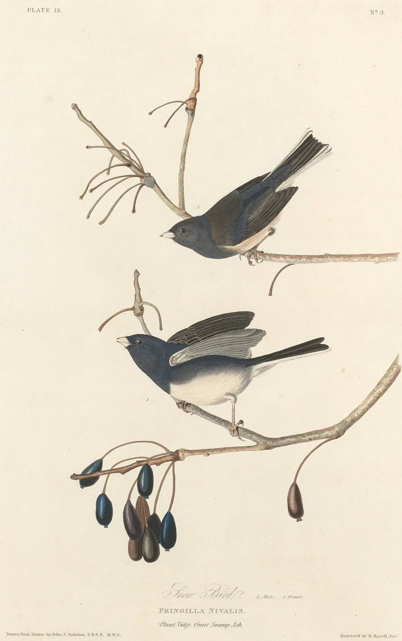 Snow-Bird, by Robert Havell Jr., ink, 1827