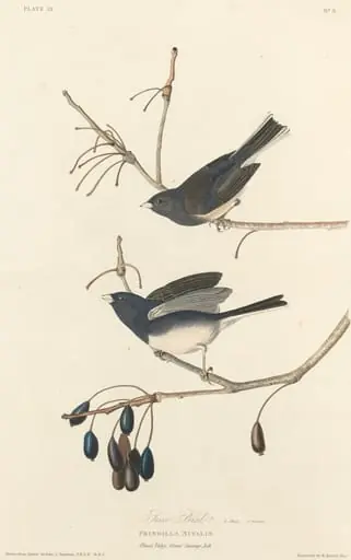 Snow-Bird