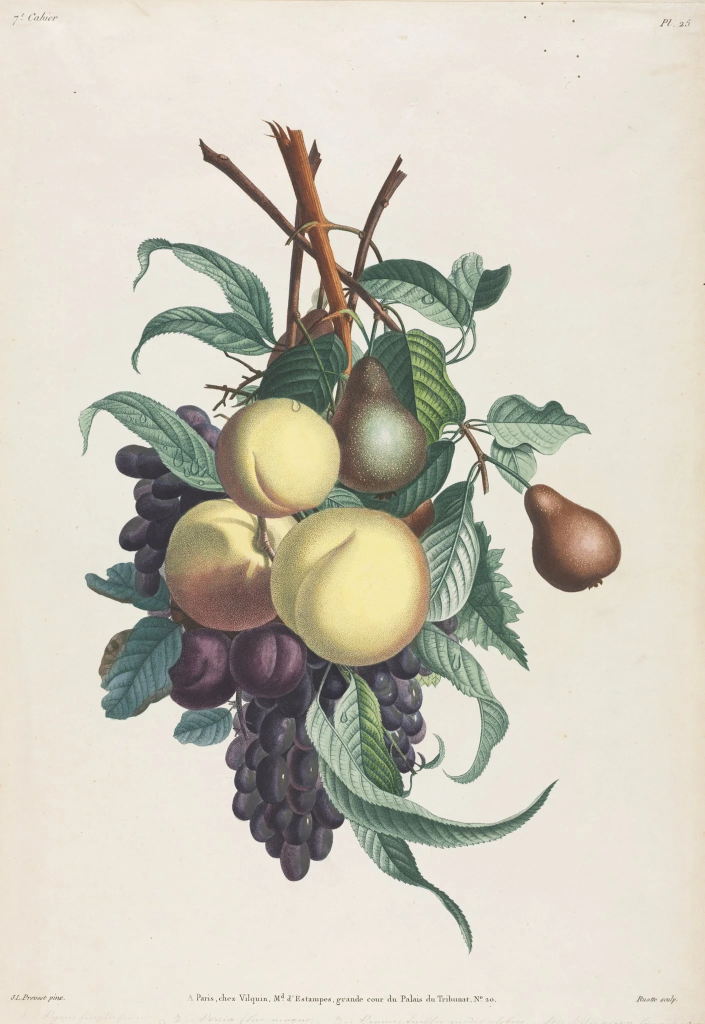 Collection des fleurs et des fruits:  Branches de rousselet, pêche, prune et raisin, by Jean Louis Prévost, 1805