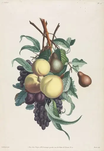 Collection des fleurs et des fruits:  Branches de rousselet, pêche, prune et raisin