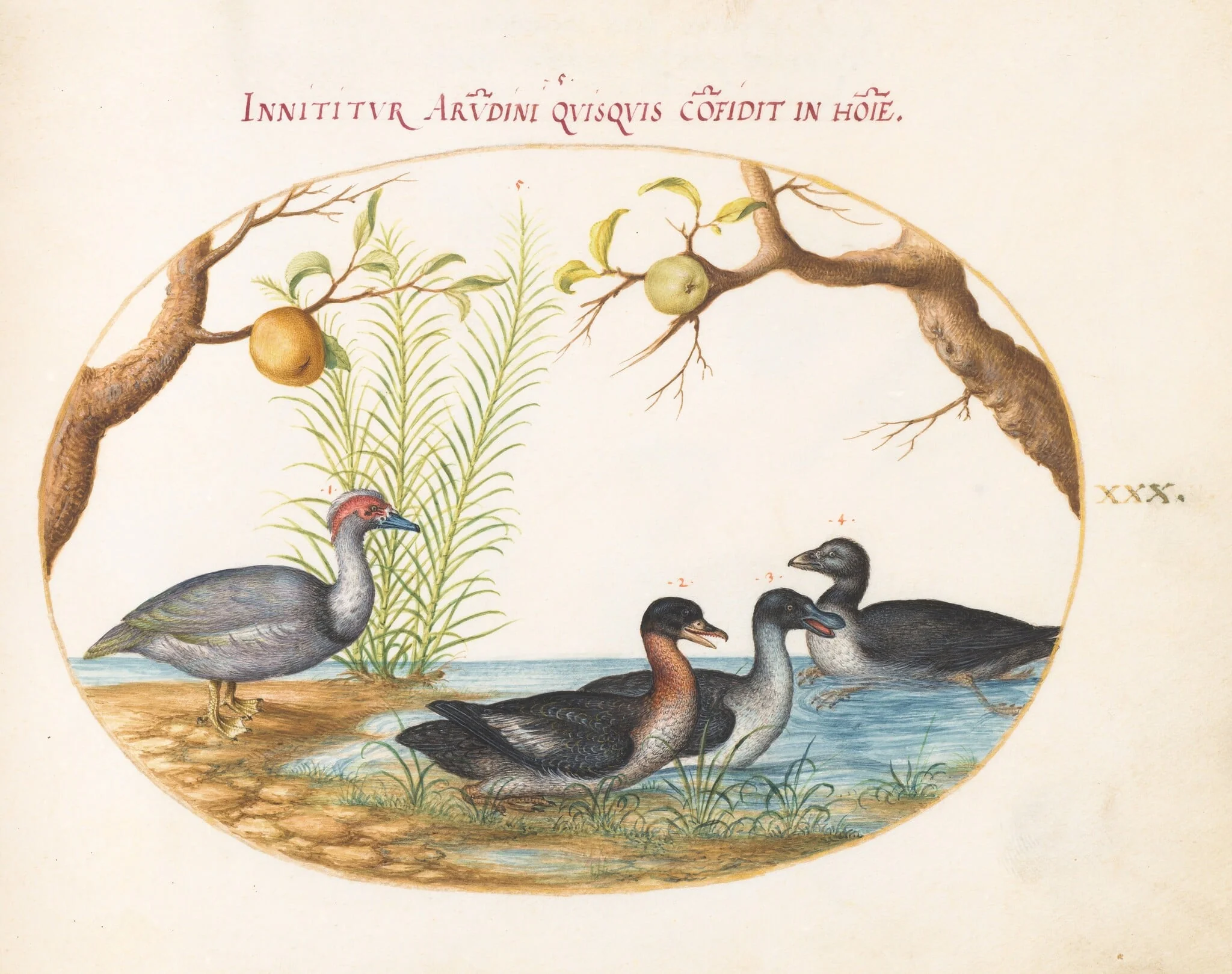 Plate 30: A Muscovy(?) Duck, a Four-Legged Duck, and Two Other Birds, by Joris Hoefnagel, gouache, 1594
