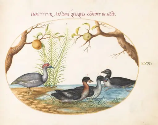 Plate 30: A Muscovy(?) Duck, a Four-Legged Duck, and Two Other Birds