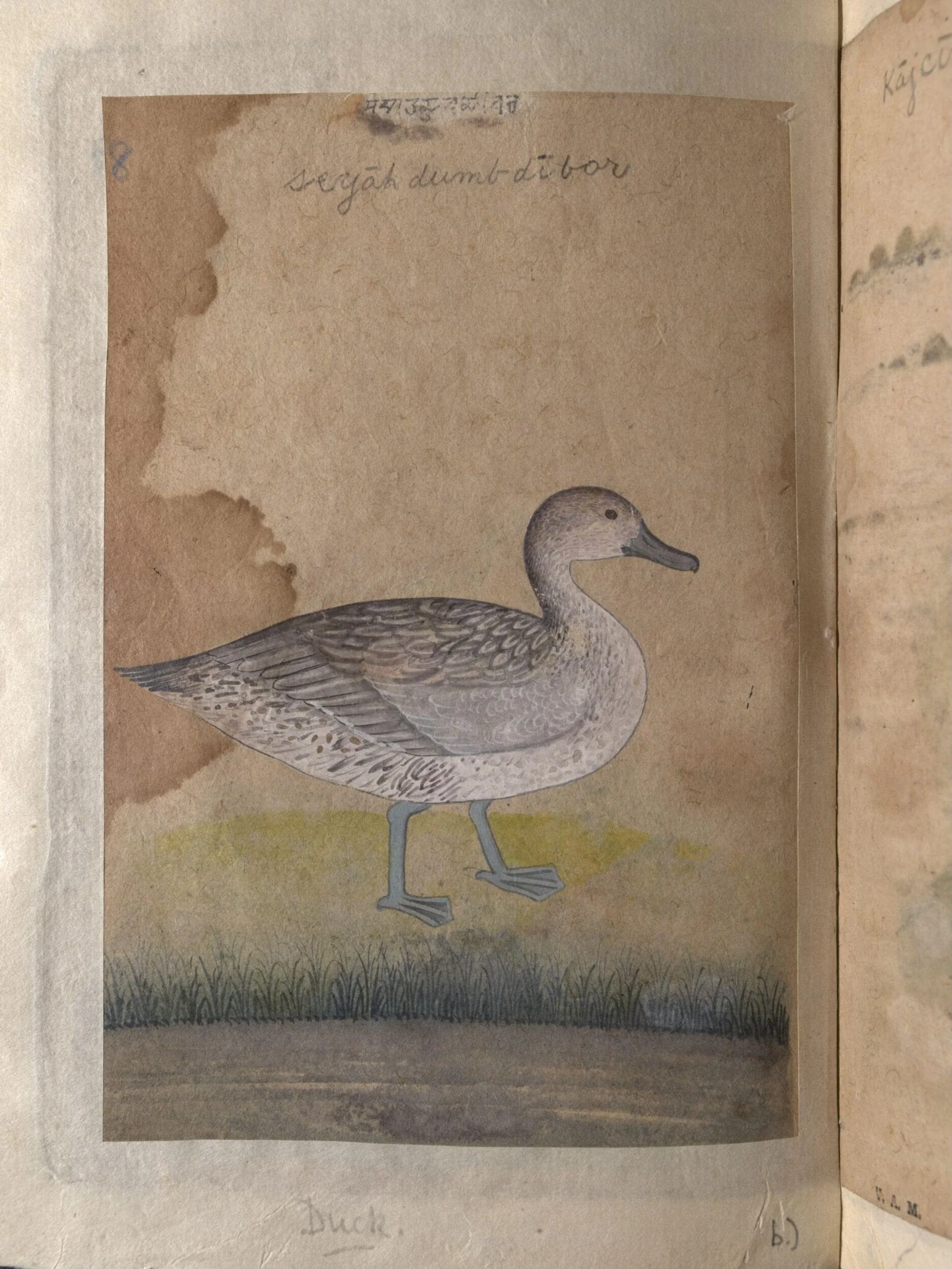 A coot and a duck, by Unknown, paint, 1820
