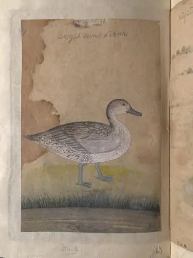 A coot and a duck