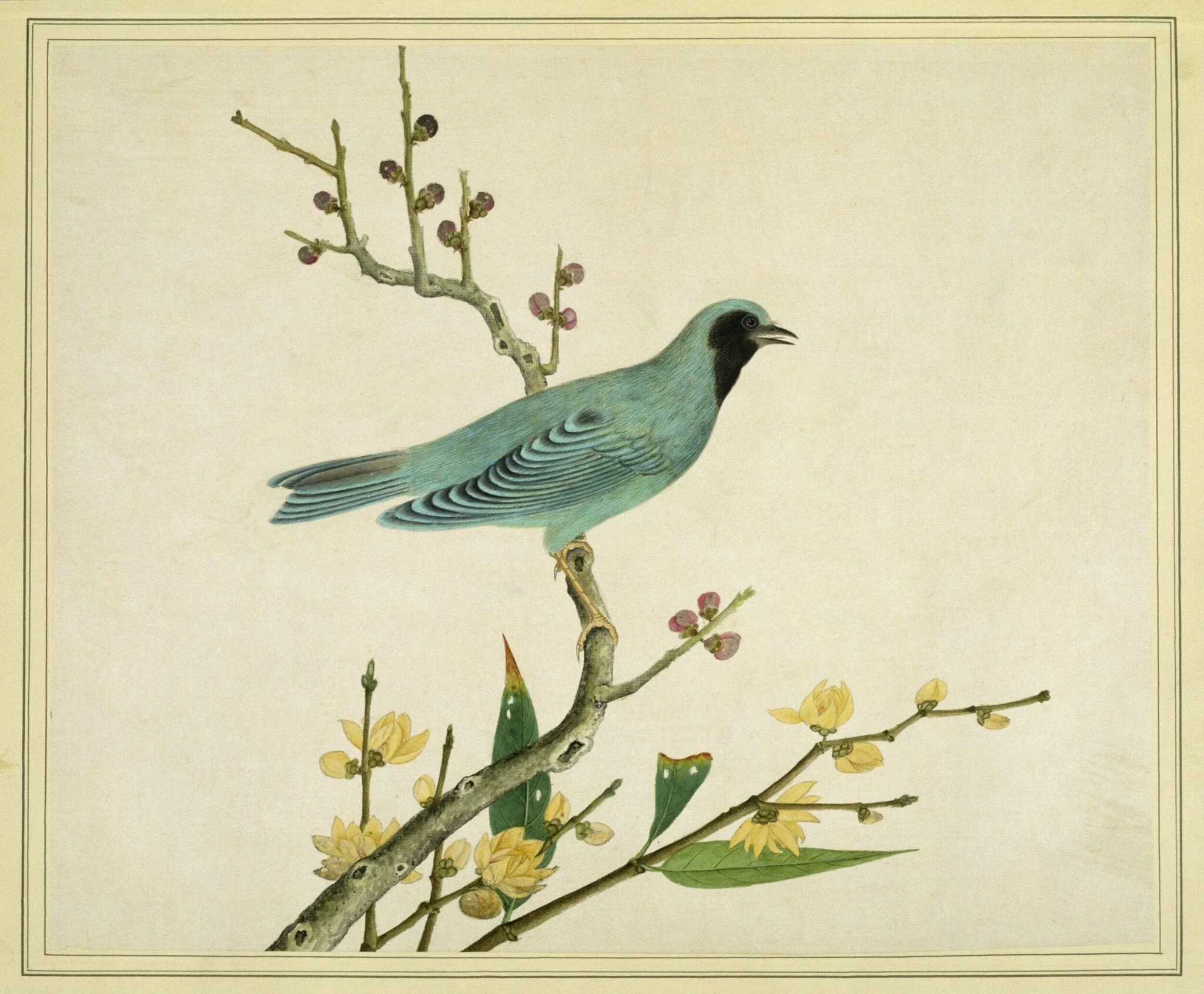 Verditer flycatcher