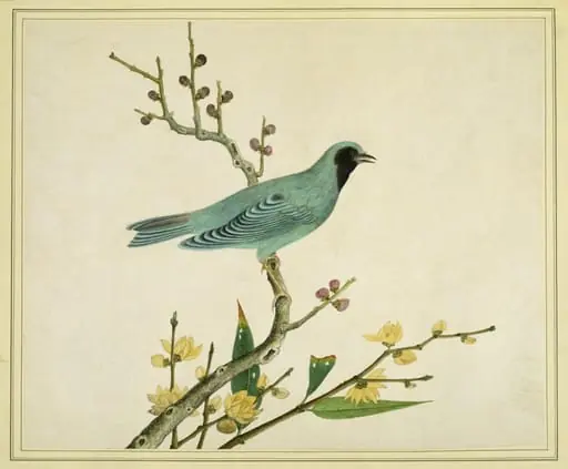 Verditer flycatcher