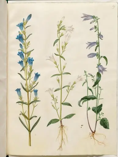Gentiana pneumonanthe (klokke-ensian); Campanula patula (eng-klokke); Campanula rapunculoides (ensidig klokke)